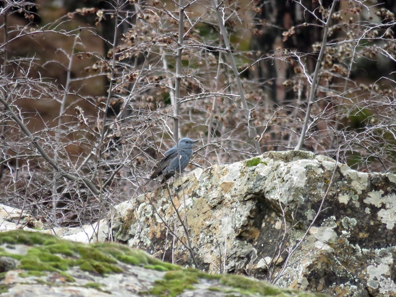 Blue Rock Thrush