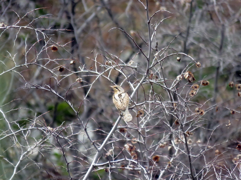 Eurasian Wryneck