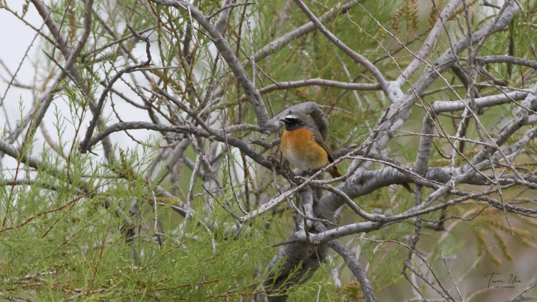 Common Redstart