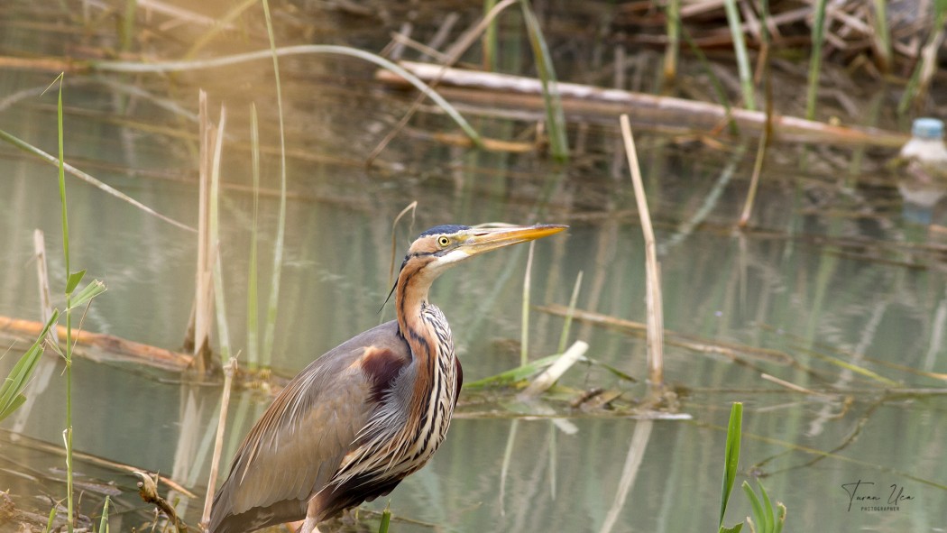 Purple Heron
