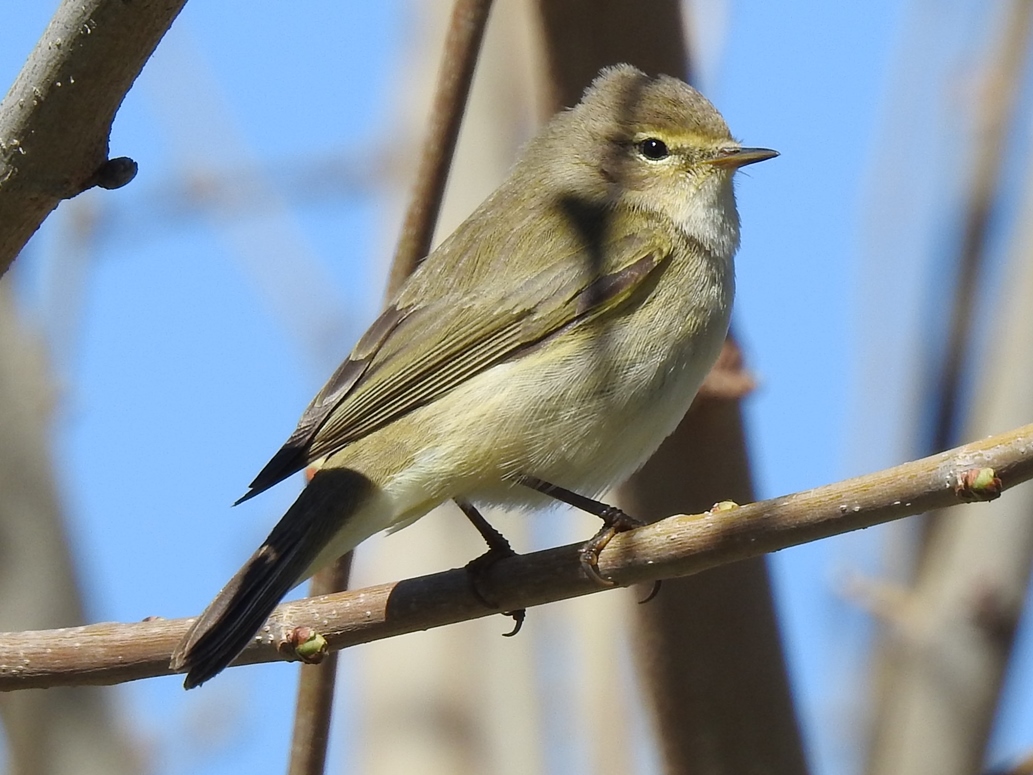 Common Chiffchaff