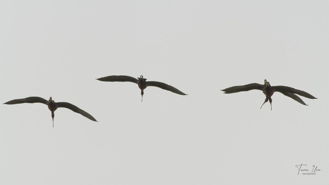 Glossy Ibis