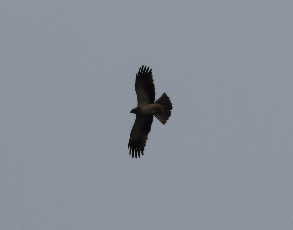 Booted Eagle