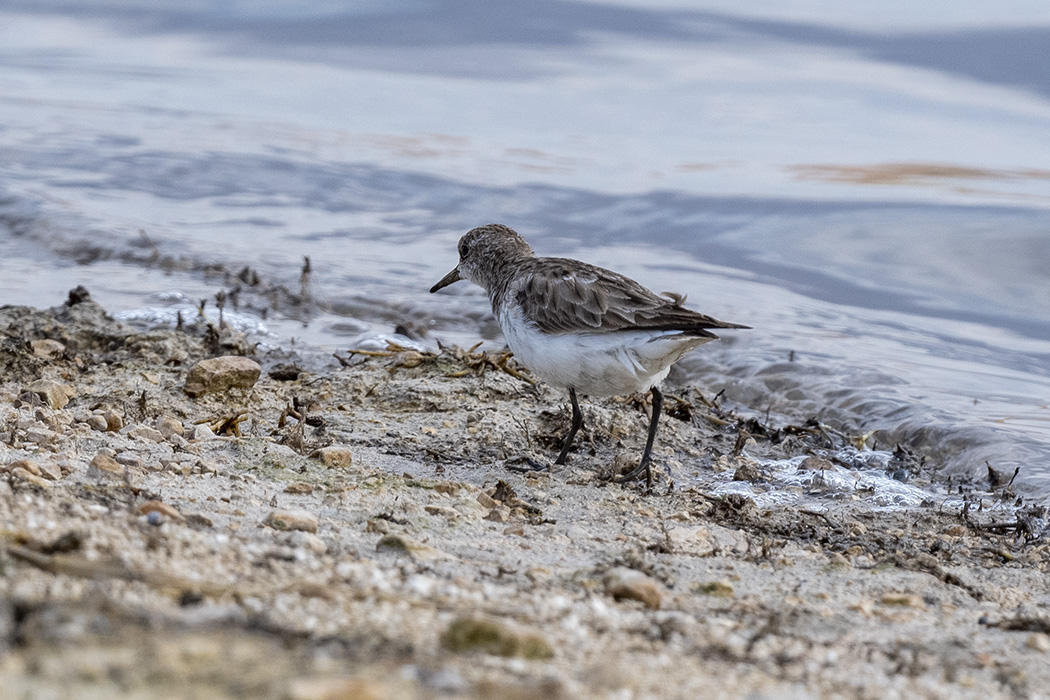 Little Stint