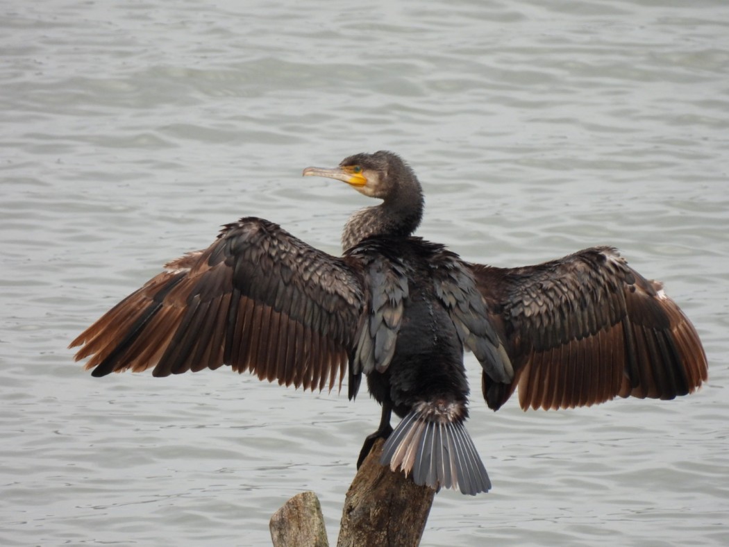 Great Cormorant