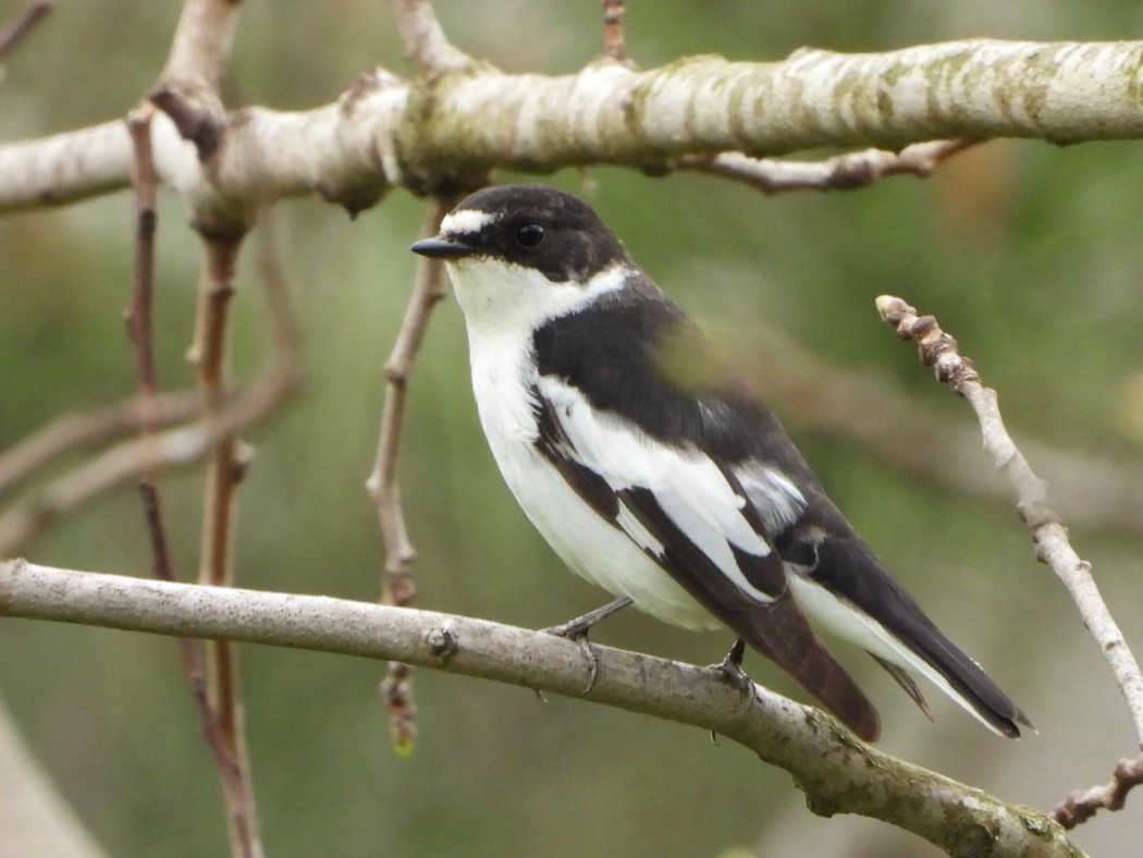 Semicollared Flycatcher