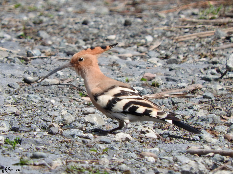 Common Hoopoe