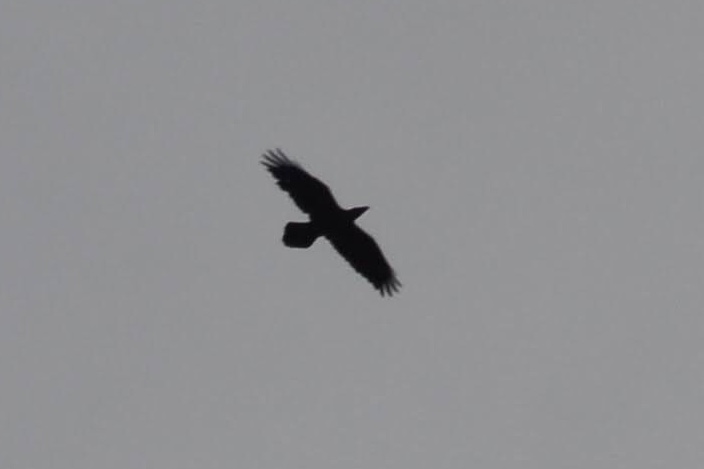 Northern Raven