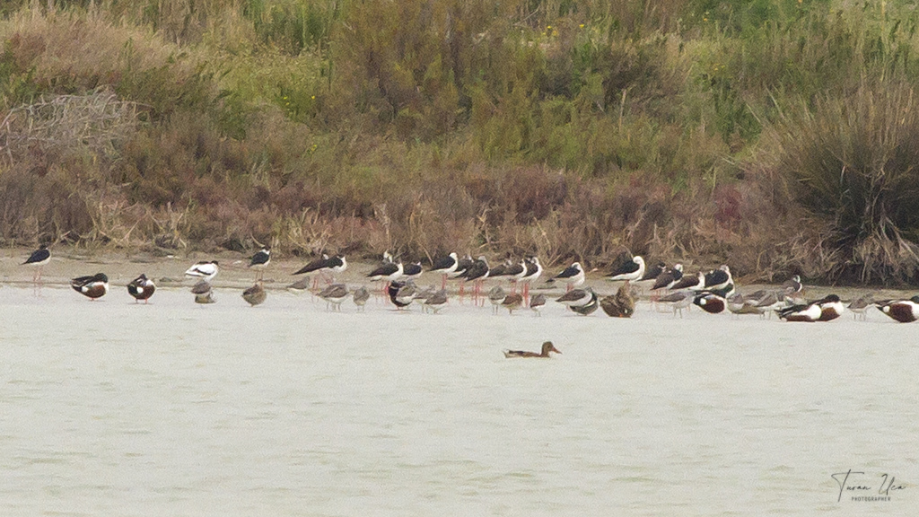 Black-winged Stilt