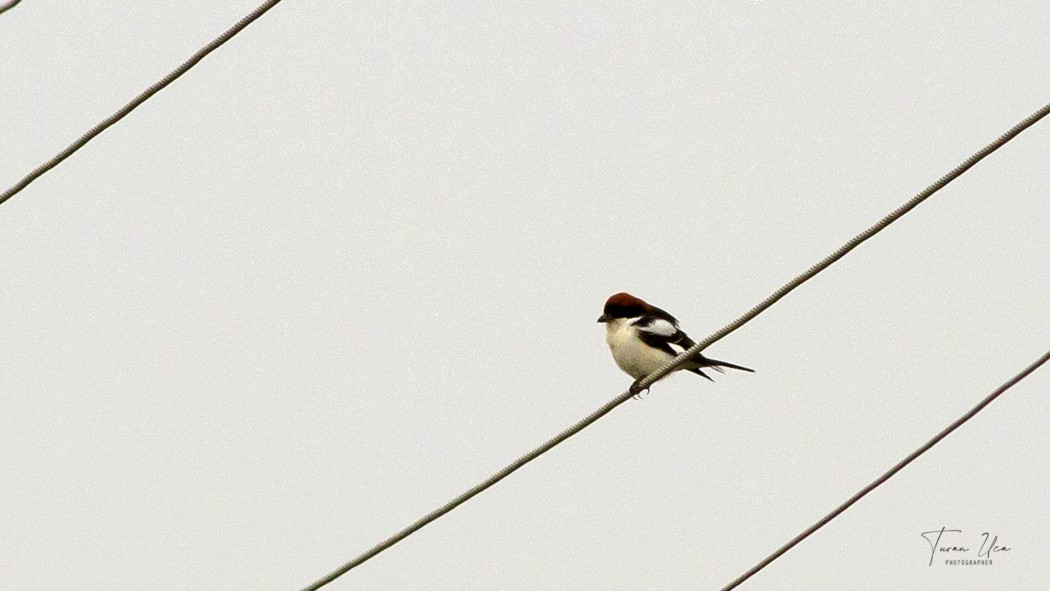 Woodchat Shrike