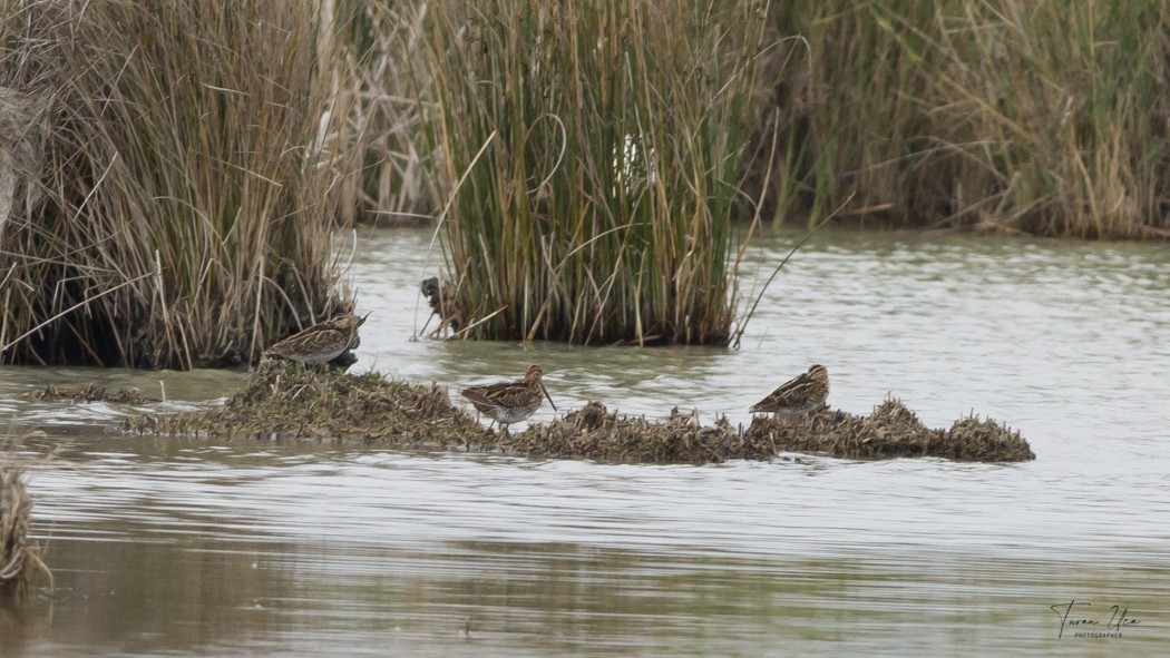 Common Snipe