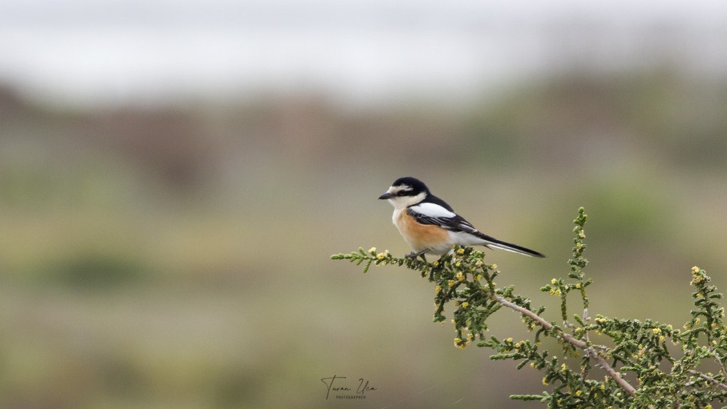 Masked Shrike