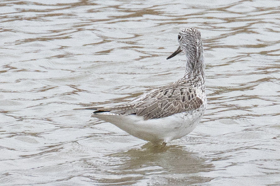 Common Greenshank