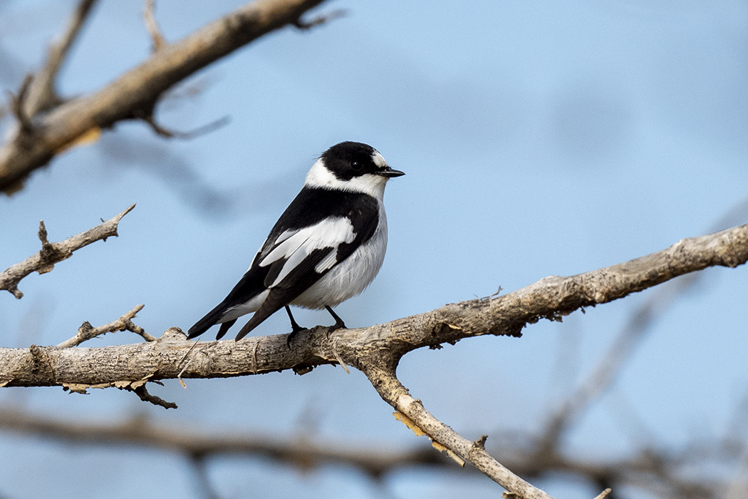 Collared Flycatcher