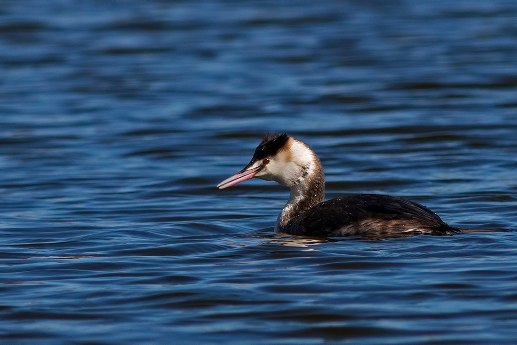 Great Crested Grebe