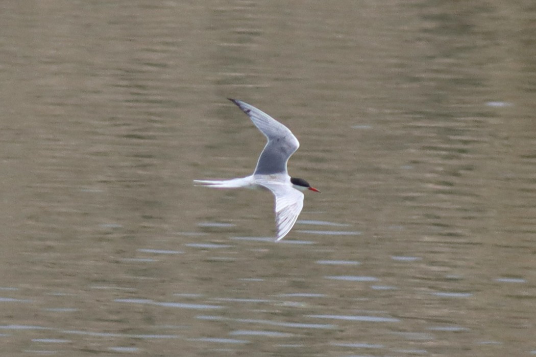 Common Tern