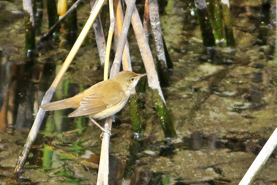 Common Reed Warbler