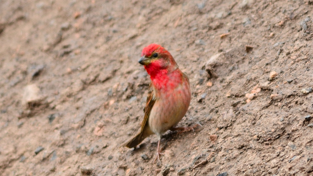 Common Rosefinch