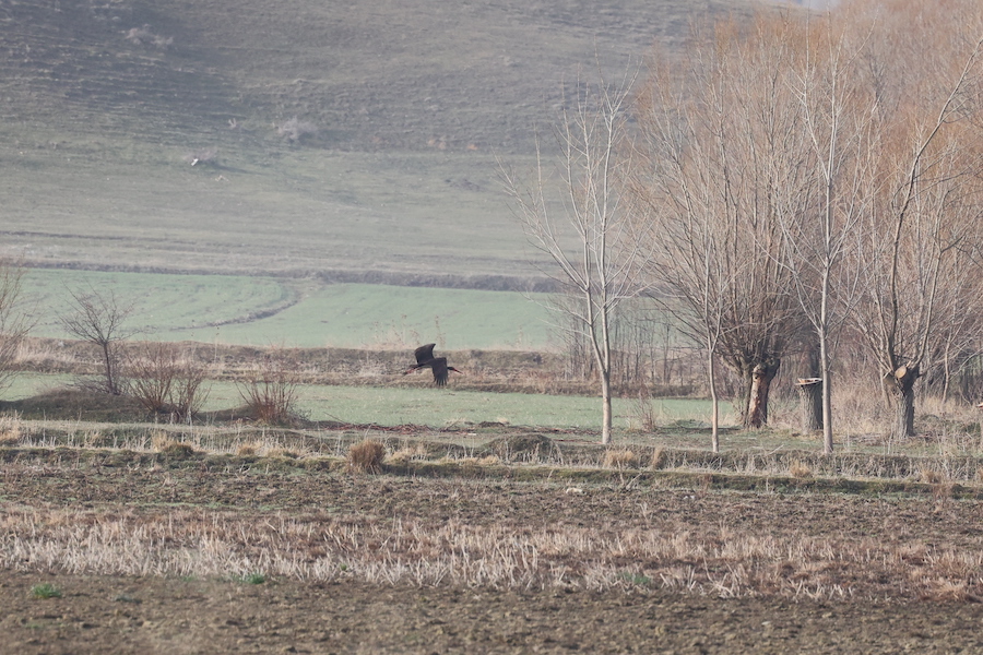 Black Stork