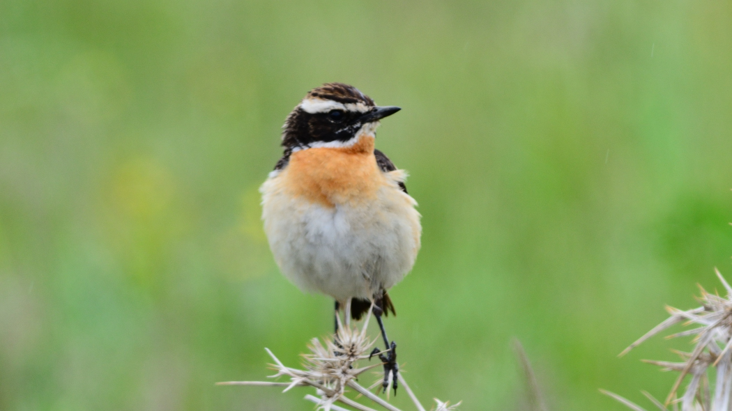 Whinchat