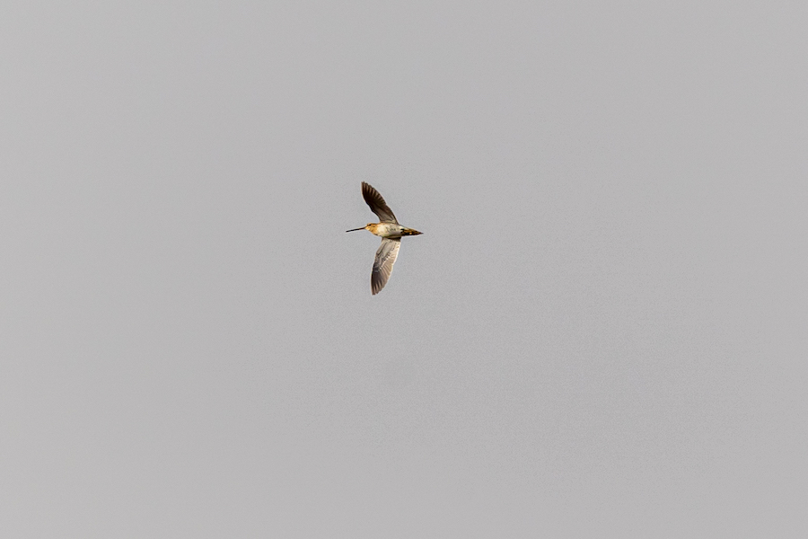 Common Snipe