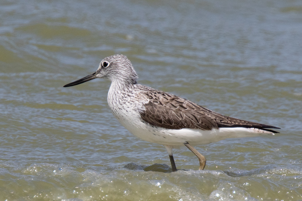 Common Greenshank