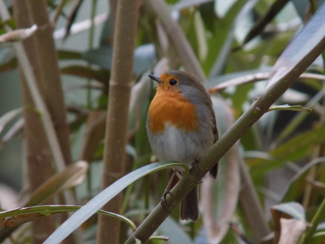 European Robin