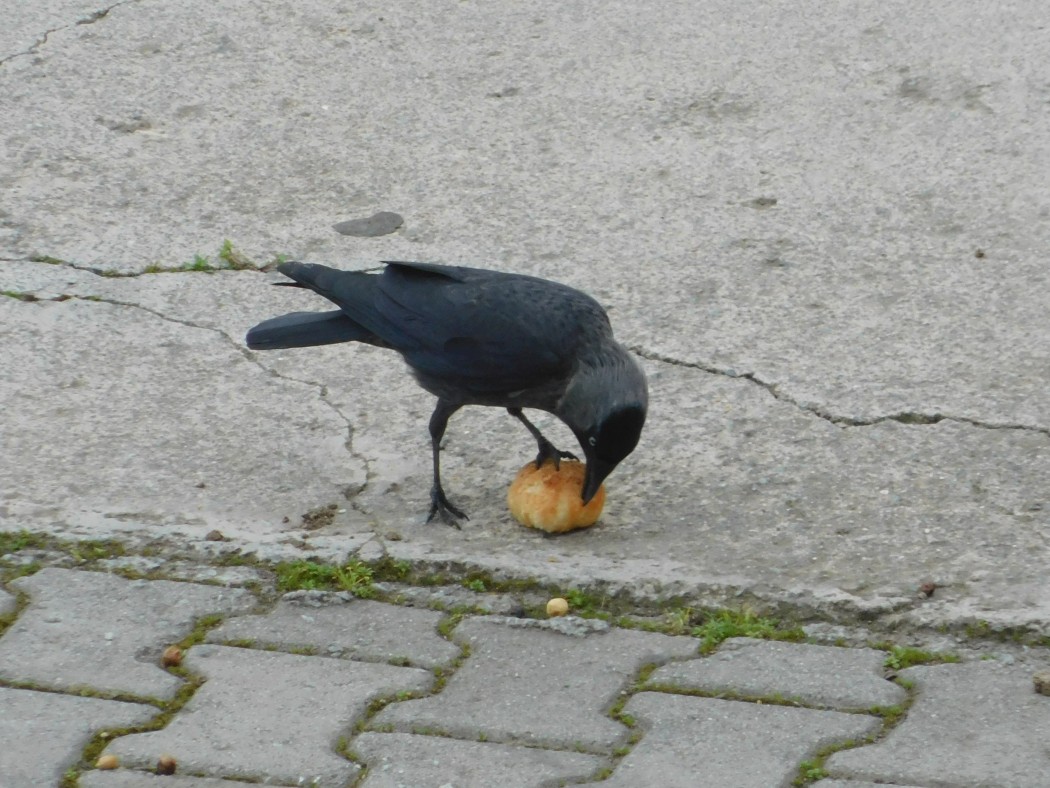 Western Jackdaw