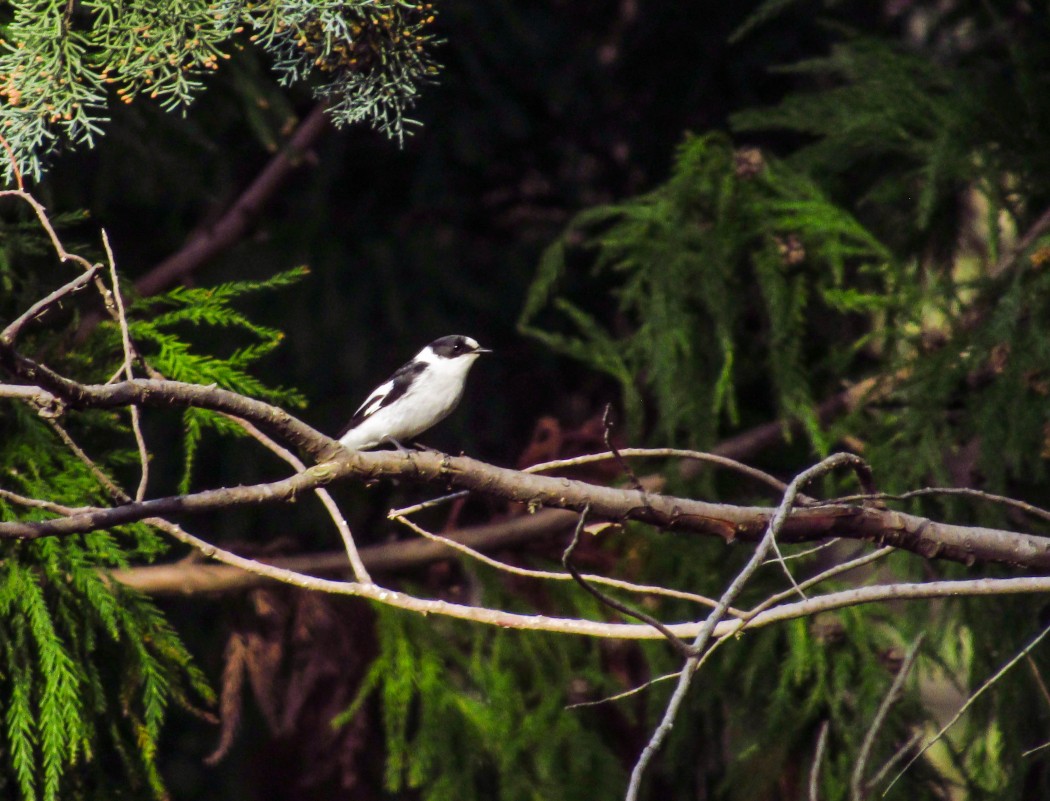 Collared Flycatcher