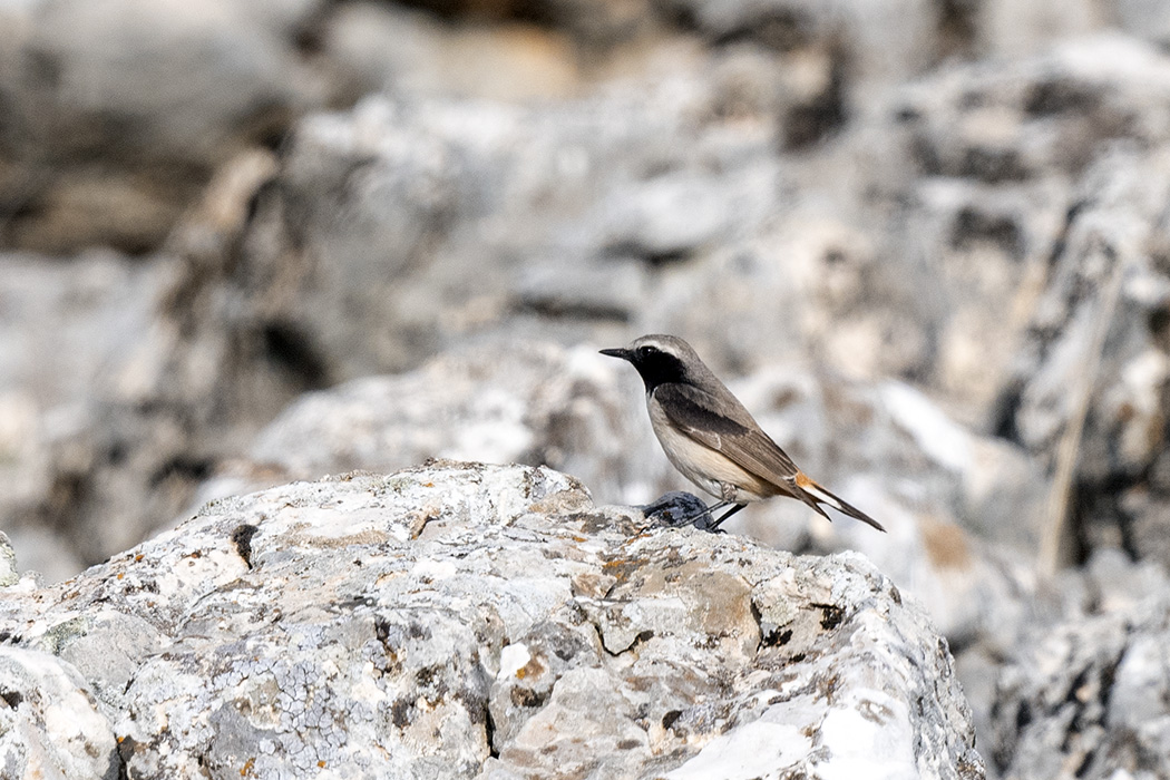 Red-tailed Wheatear