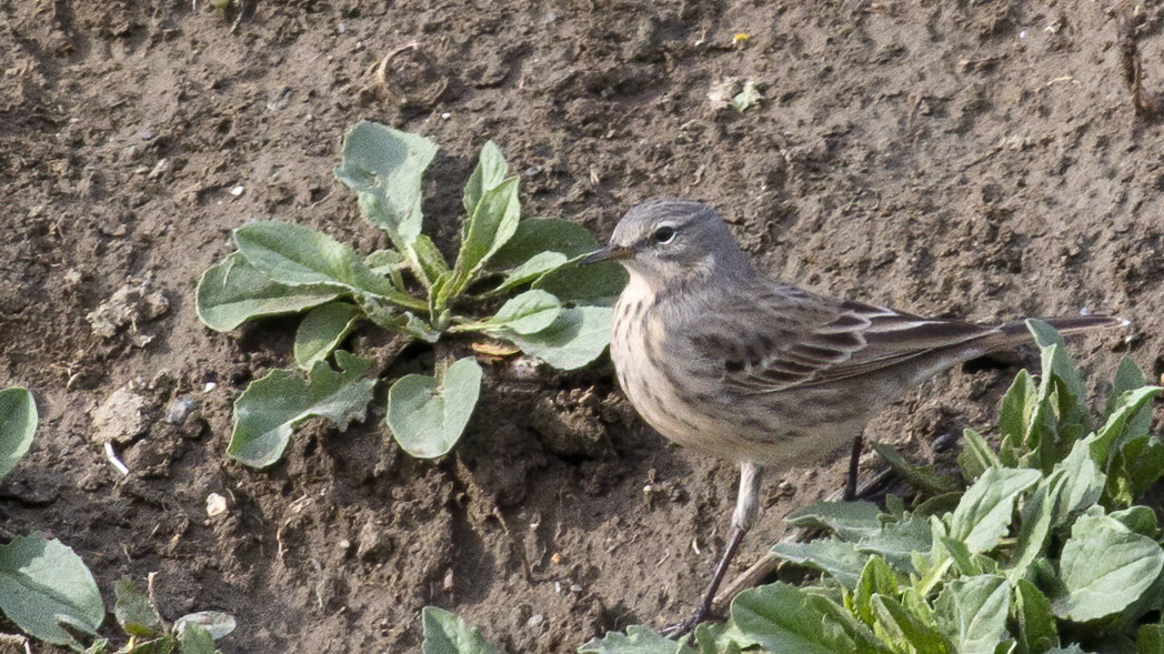 Water Pipit