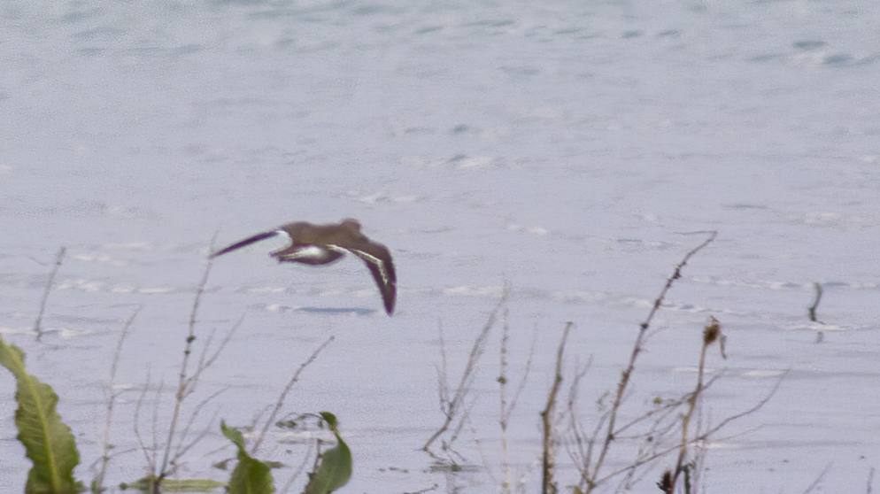 Common Sandpiper
