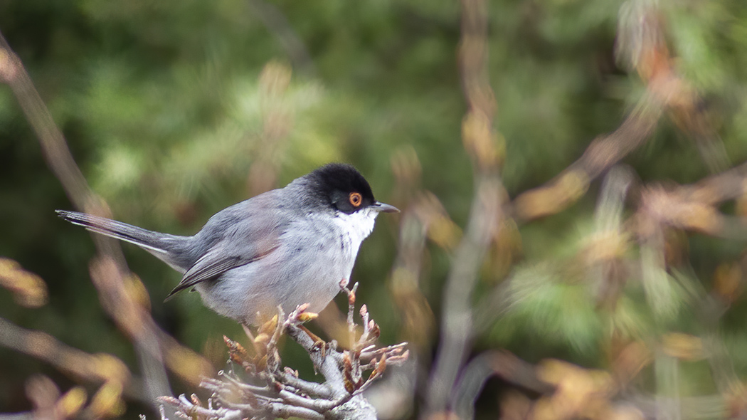Sardinian Warbler