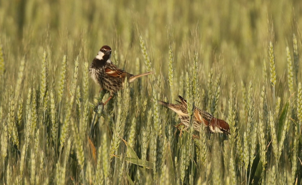 Spanish Sparrow