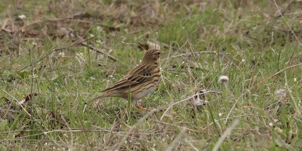 Tree Pipit