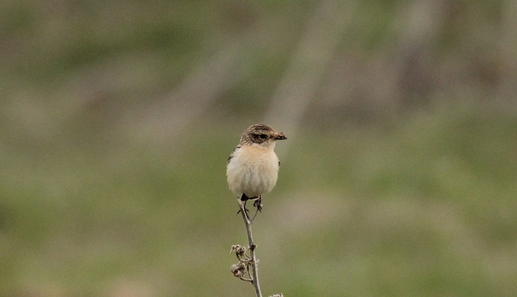 Whinchat