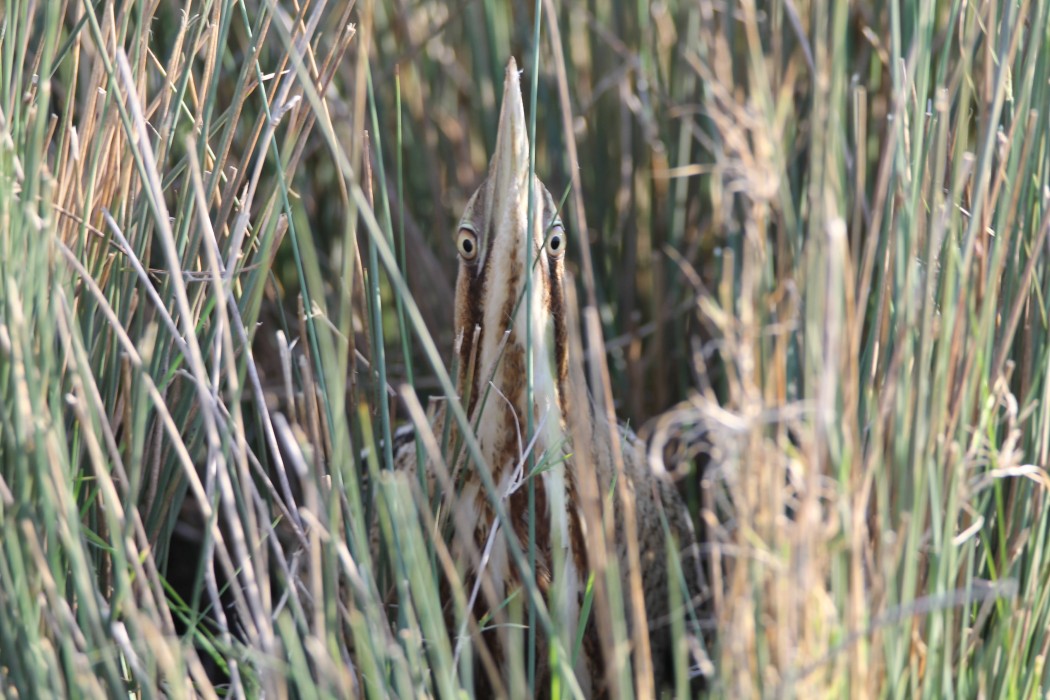 Eurasian Bittern