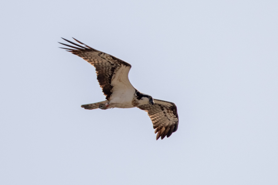 Osprey