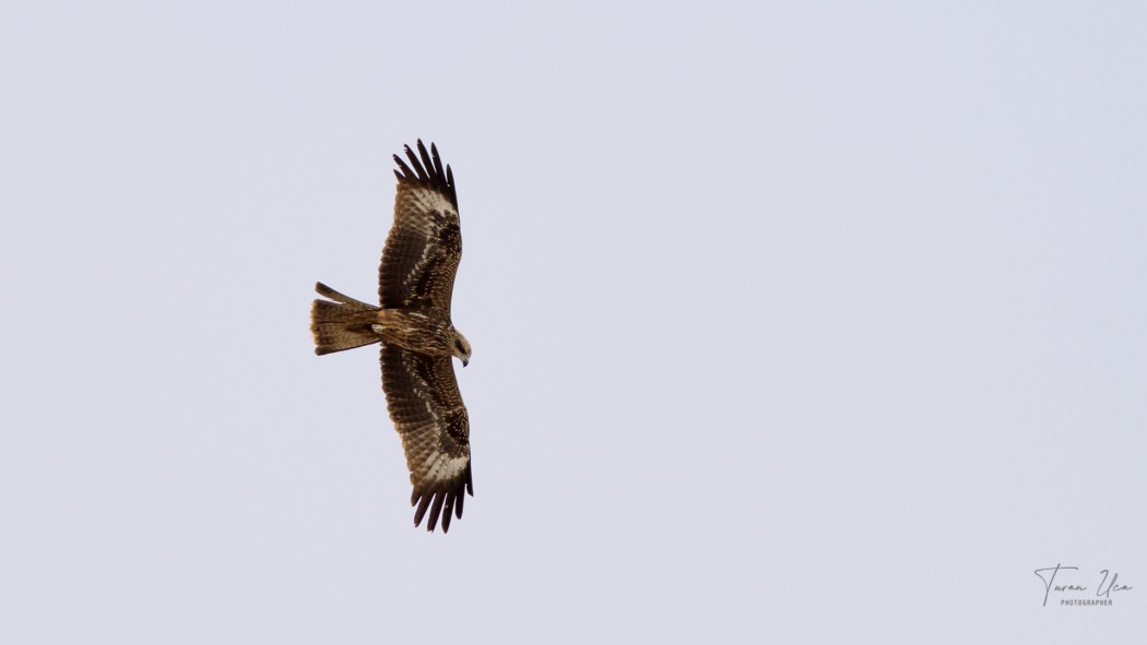 Black Kite