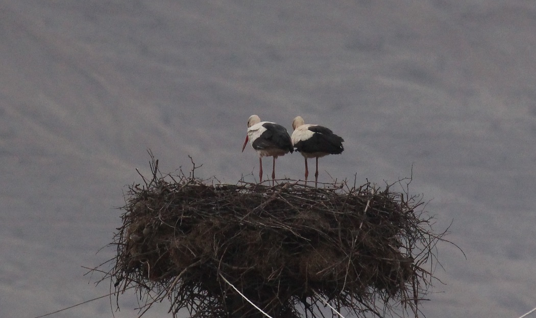 White Stork