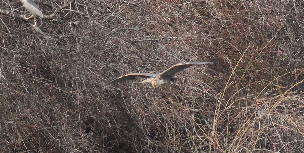 Purple Heron