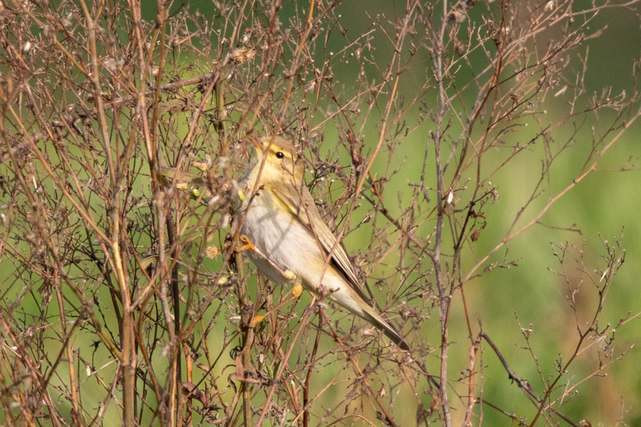 Willow Warbler
