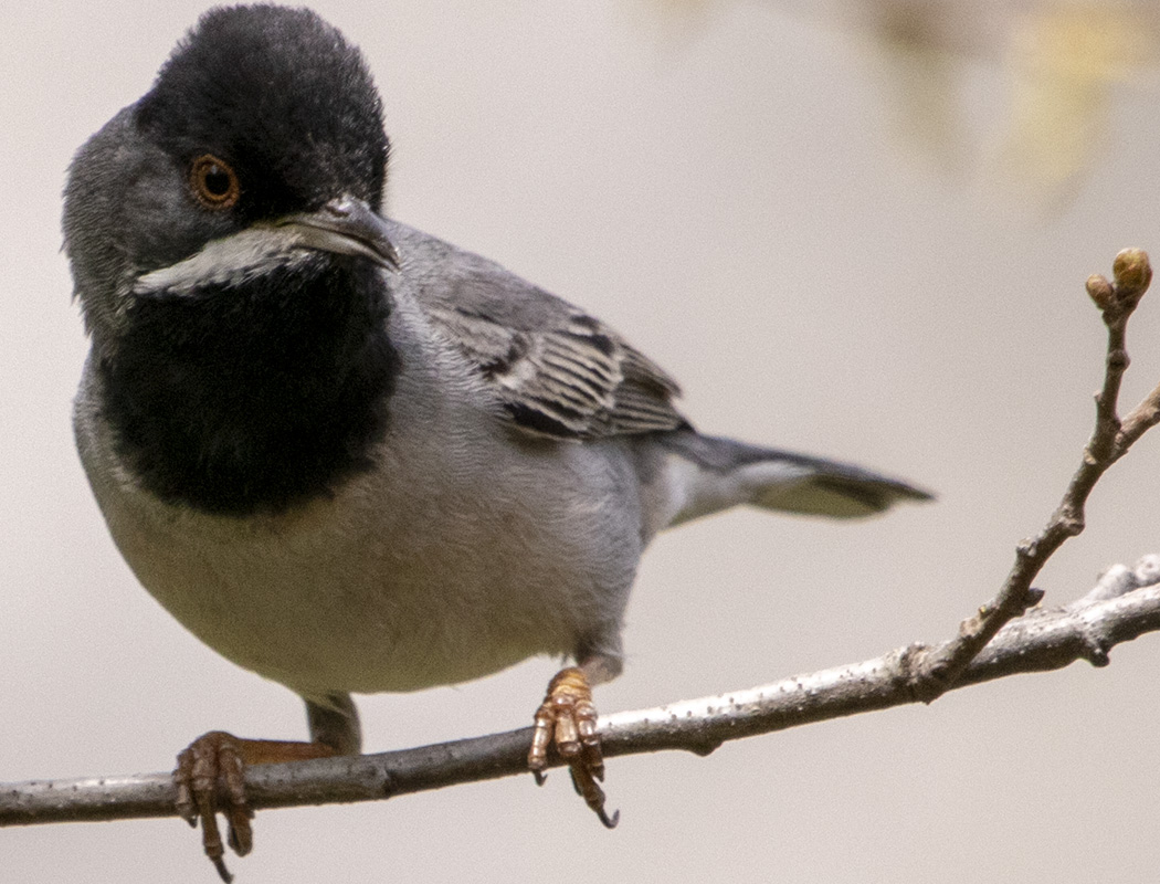 Rüppell`s Warbler