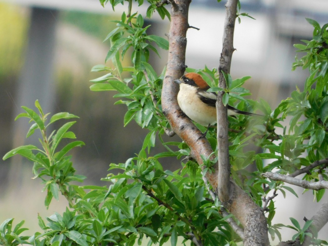 Woodchat Shrike