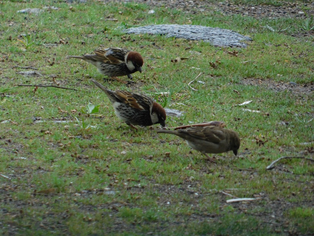 Spanish Sparrow