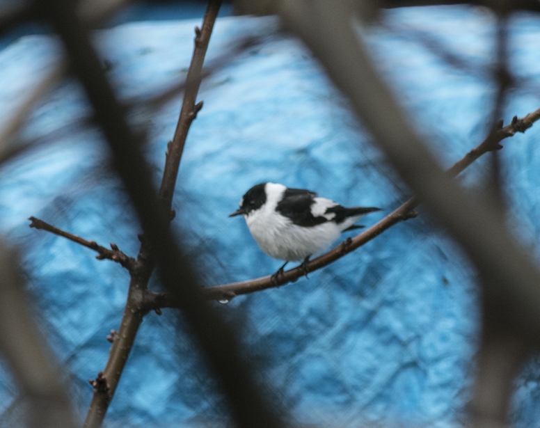 Collared Flycatcher