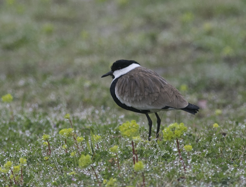 Spur-winged Lapwing