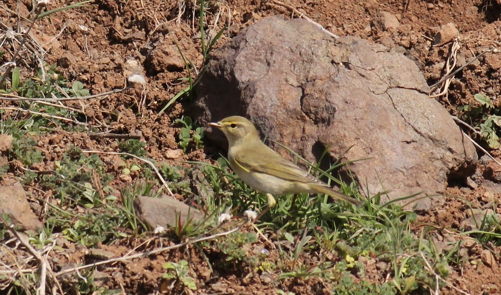 Willow Warbler