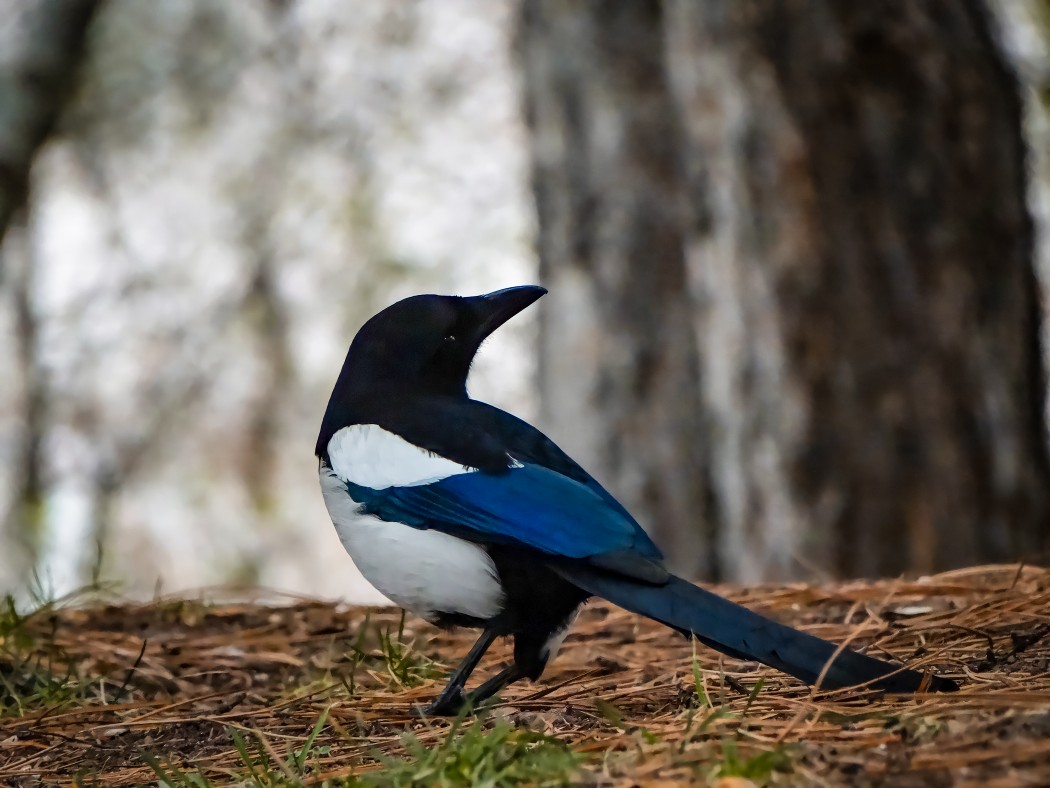 Eurasian Magpie