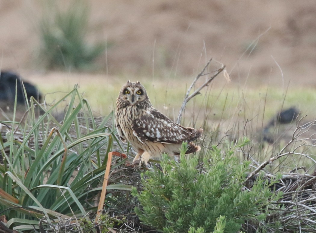 Short-eared Owl